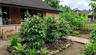 7 Cara Menanam Lada Perdu di Halaman Rumah, Cepat Berbuah dan Mudah Dirawat