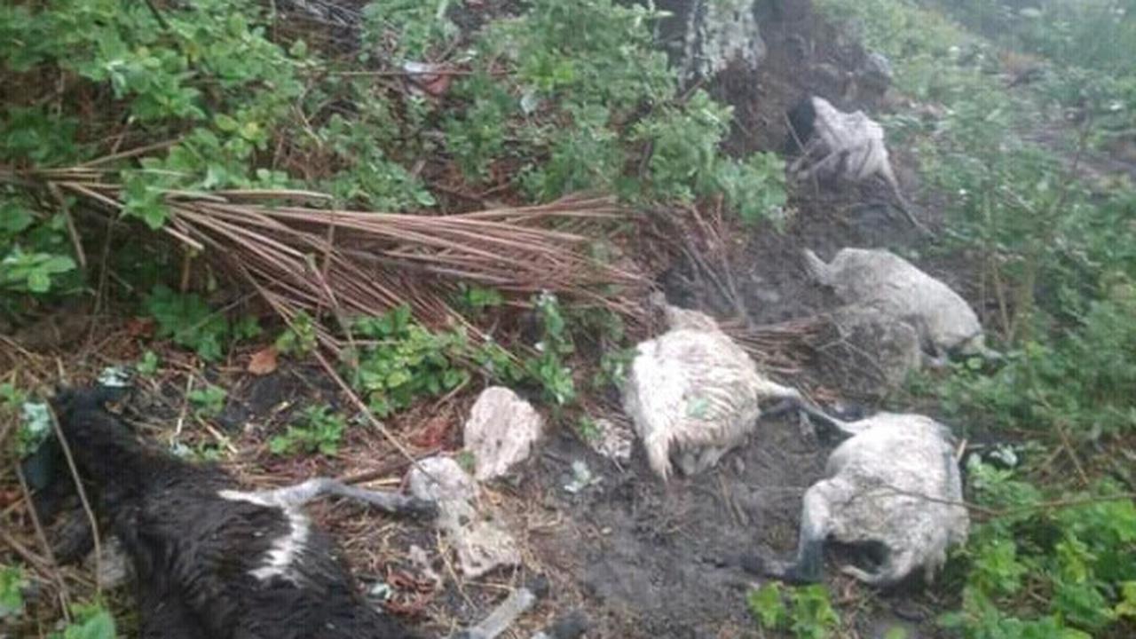 Belasan ekor domba tersambar petir Tuaneo, Desa Nembrala, kecamatan Rote Barat, Kabupaten Rote Ndao pada Minggu (29/12/2019) sekitar pukul 14.00 Wita. (Foto: Liputan6.com/Istimewa/Ola Keda)