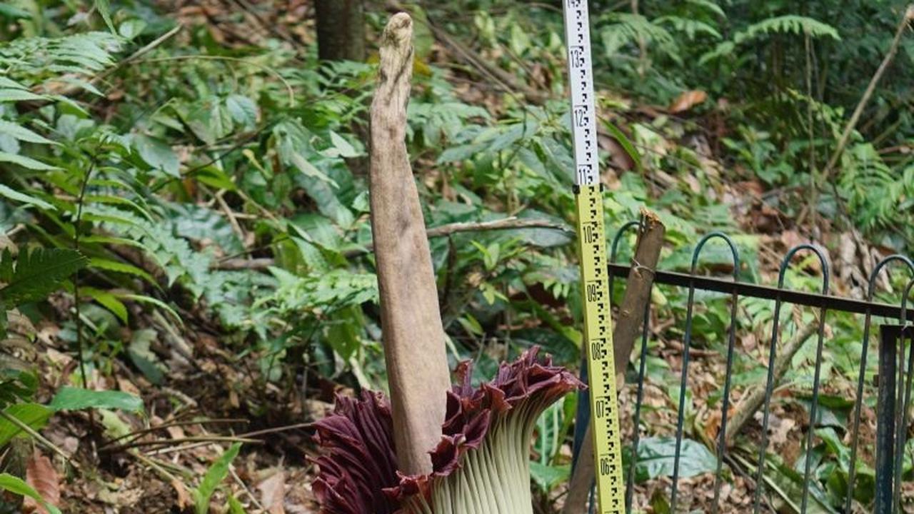 Bunga Bangkai Raksasa Amorphophallus Titanum Mekar Sempurna di Kebun Raya Bogor