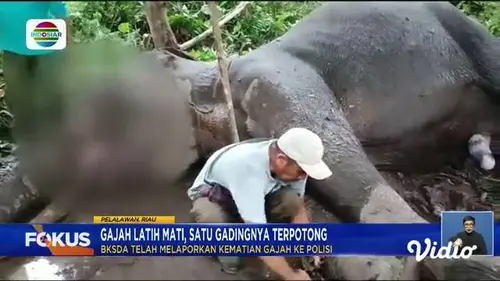 Fokus : Banjir Akibat Luapan Sungai, Delapan Jembatan Gantung di Musi Rawas Utara Putus