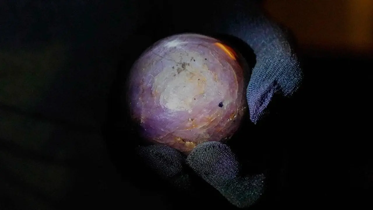 Gemolog Ashan Amarasinghe memegang batu safir bintang ungu yang diklaim sebagai yang terbesar di dunia dalam sebuah seremoni di Colombo, Sri Lanka, Sabtu (17/1/2026).