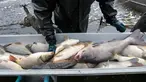 Seorang nelayan memilah ikan mas hasil tangkapan saat panen ikan secara tradisional di kolam Horusicky, dekat kota Veseli nad Luznici, Republik Ceko, 24 Oktober 2017. (AP Photo/Petr David Josek)