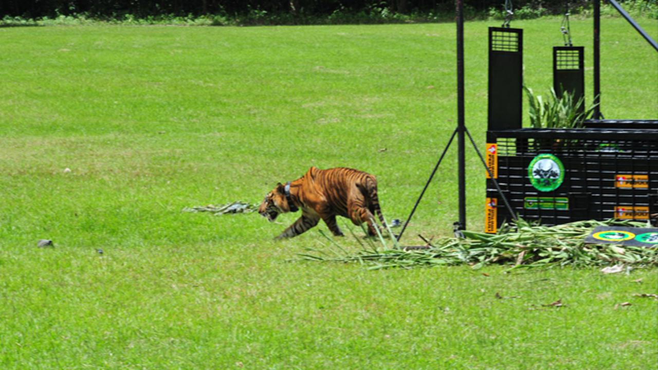 Pelepasliaran Dua Harimau Sumatera