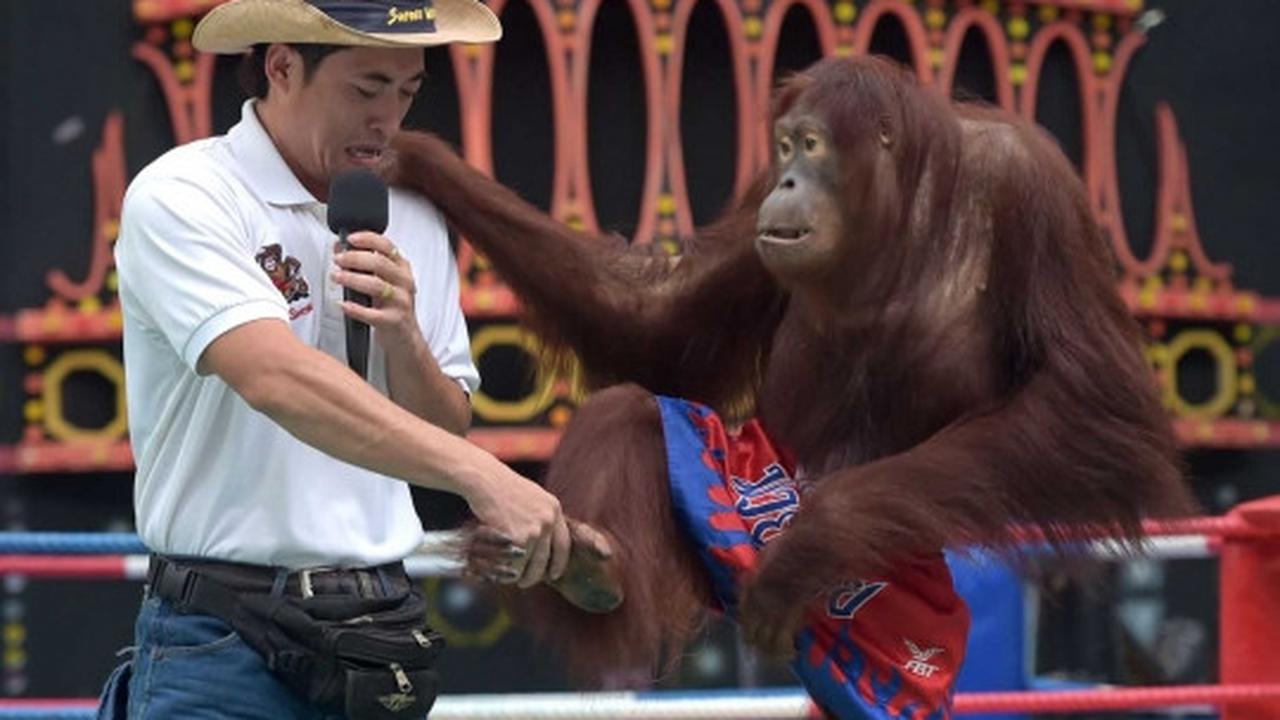 Aksi seru dan lucu orang utan bertanding Muay Thai