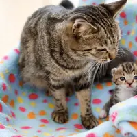 Uuuuw lucunya anak kucing ini. >.