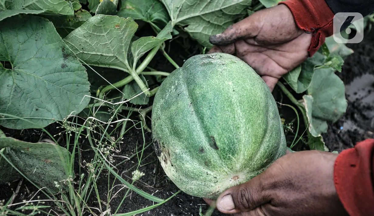 Petani menunjukkan blewah yang hampir matang di Kabupaten Bekasi, Jawa Barat, Kamis (15/4/2021). Syafrudin (70) salah satu petani mengungkapkan hasil panen dari lahan seluas 1 hektare mampu menghasil 14 ton blewah. (merdeka.com/Iqbal S. Nugroho)