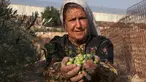 Warga Palestina menunjukkan buah zaitun mereka saat musim panen di ladang dekat tembok pemisah Israel yang kontroversial di desa Beit Awwa, sebelah barat kota Hebron, Tepi Barat, pada 23 Oktober 2023. (HAZEM BADER/AFP)