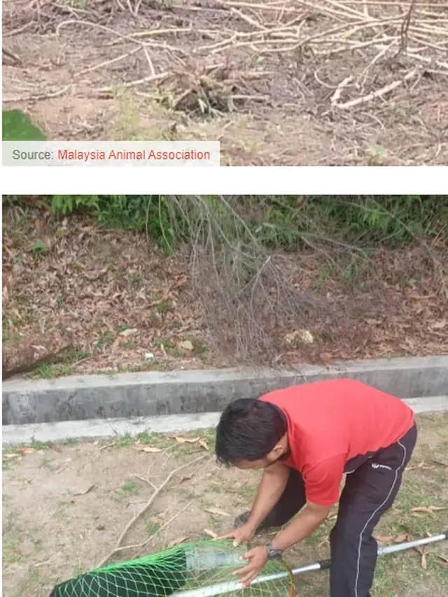 Heroik, Komunitas Ini Lakukan Aksi Penyelamatan Anjing Liar