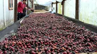 Petani kopi Bengkulu mulai merubah pola panen dengan sistem petik merah untuk menghasilkan kopi berkualitas tinggi (Liputan6.com/Yuliardi Hardjo)