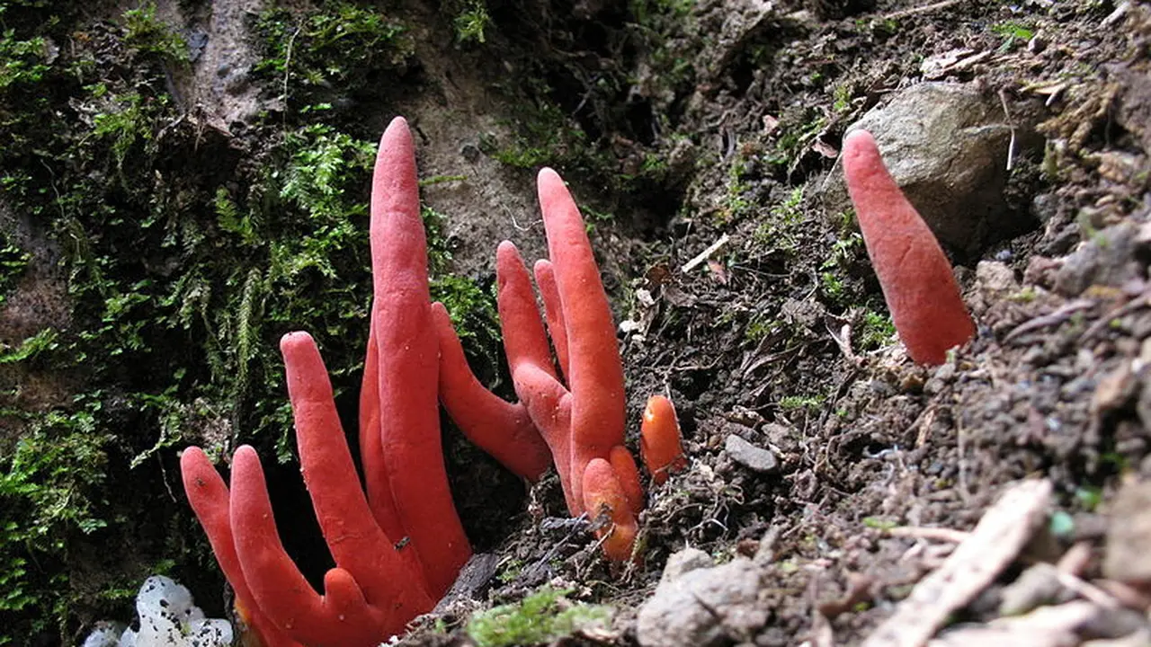 Jamur Beracun