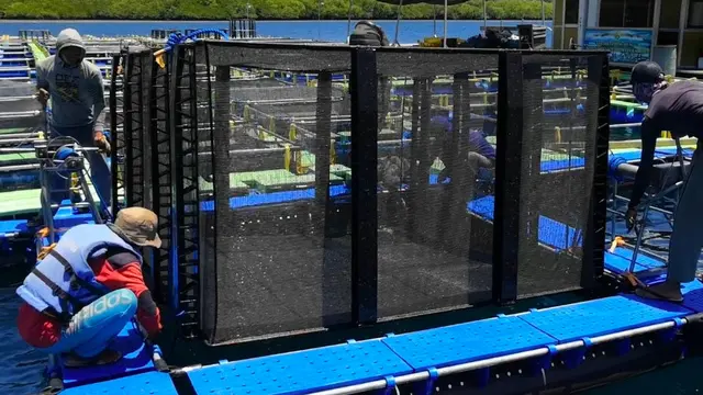 Uji Coba Sarana Budidaya Lobster Sistem Keramba Kerangkeng Terbenam Aquatec, Kerangkeng Terbenam L untuk Pembesaran Lobster (Liputan6.com/Doc: Aquatec)
