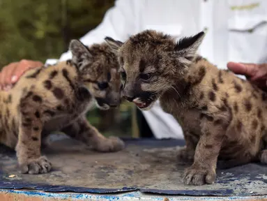 Dua anak puma Amerika (juga dikenal singa gunung atau cougar) yang dilahirkan selama pandemi covid-19 terlihat di pusat penyelamatan dan rehabilitasi "Africa Bio-Zoo" di Cordoba, Meksiko pada 23 Mei 2020. Dua puma tersebut diberi nama Pandemi (betina) dan Karantina (jantan). (Victoria RAZO/AFP)