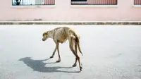 Anjing bernama Luna ini terlihat tengah berjalan dengan kondisi yang memprihatinkan. 