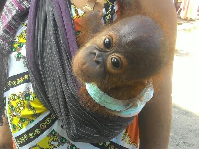 Cerita Haru Dari Ibu Pengasuh Bayi Bayi Orangutan Di Kalimantan Regional Liputan6 Com
