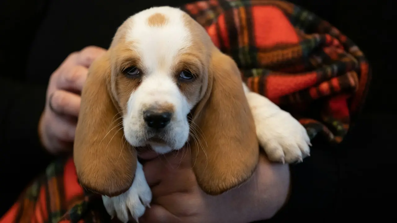 Basset Hound
