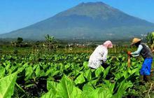 Banyak Tantangan Industri Tembakau, Ribuan Petani Khawatir Kehilangan Mata Pencarian