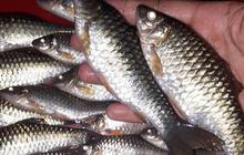 7 Manfaat Ikan Wader bagi Kesehatan, Makanan Tinggi Protein yang Baik untuk Otak