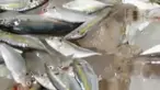Ikan berformalin ini ditemukan di kapal motor milik nelayan.