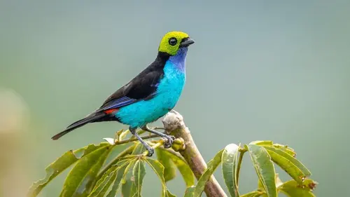 100 Burung dengan Warna Tercantik di Dunia - Paradise Tanager