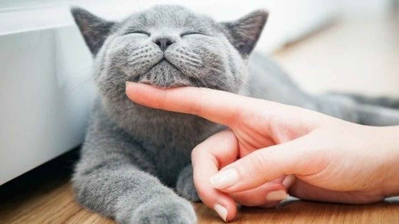 Rahasia Kucing Gemuk dan Bahagia, Ini 7 Makanan yang Bikin Si Manis Tambah Montok dan Bulunya Bebas Rontok