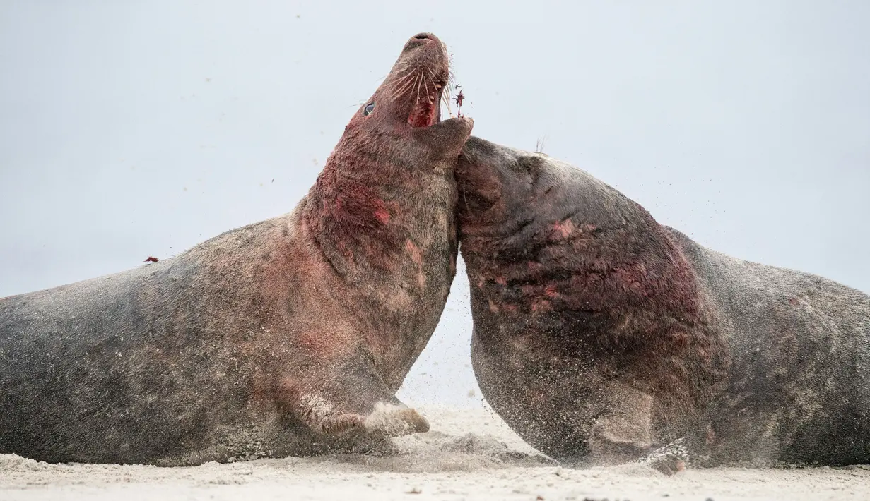 Dua anjing laut abu-abu jantan berusaha saling mengigit sat bertarung di utara Pulau Helgoland, Jerman, (14/12). Pertarungan anjing laut abu-abu jantan banyak dijumpai menjelang musim kawin tiba. (AFP Photo/John MacDougall)