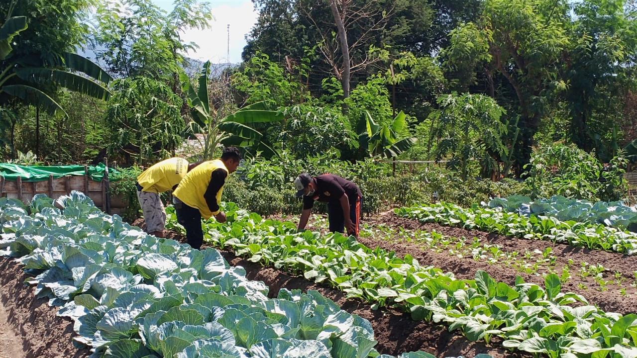 Para warga binaan Rutan Kelas IIB Maumere, sedang membersikan lahan sayur. (Liputan6.com/Dionisius Wilibardus)