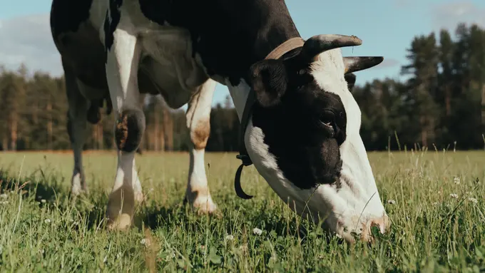 Mensejahterakan Peternak Perempuan Melalui Pelatihan dan Pemantauan dengan Program Kartini Peternak Indonesia