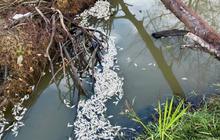 Ribuan Ikan Mati di Aceh Jaya: Diduga Akibat Limbah Tambak Udang Vaname, Ini Faktanya!