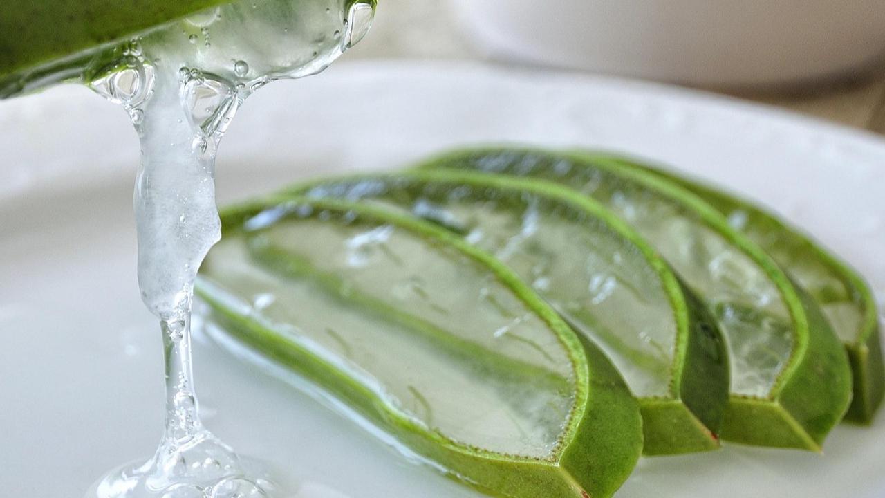 ilustrasi aloe vera