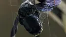 Laba-laba wanita memulai proses membungkus mangsanya yang tertangkap di jaringnya di sutra, di sebuah taman di kota Toulouse, Prancis (8/8). Laba-laba merupakan predator yang menggunakan jaring untuk memerangkap mangsanya. (AFP Photo/Pascal Pavani)