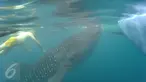 Petugas berenang bersama Hiu Paus (Shark Whale) di Desa Botu Barani, Kabupaten Bone Bolango, Gorontalo, Senin (4/7). Kehadiran Hiu Paus menjadi sorotan wisatawan lokal dan mancanegara. (Liputan6.com/herman Zakharia)