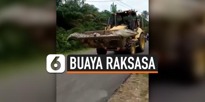 VIDEO: Viral, Buaya Raksasa Mati Dibawa Pakai Buldozer