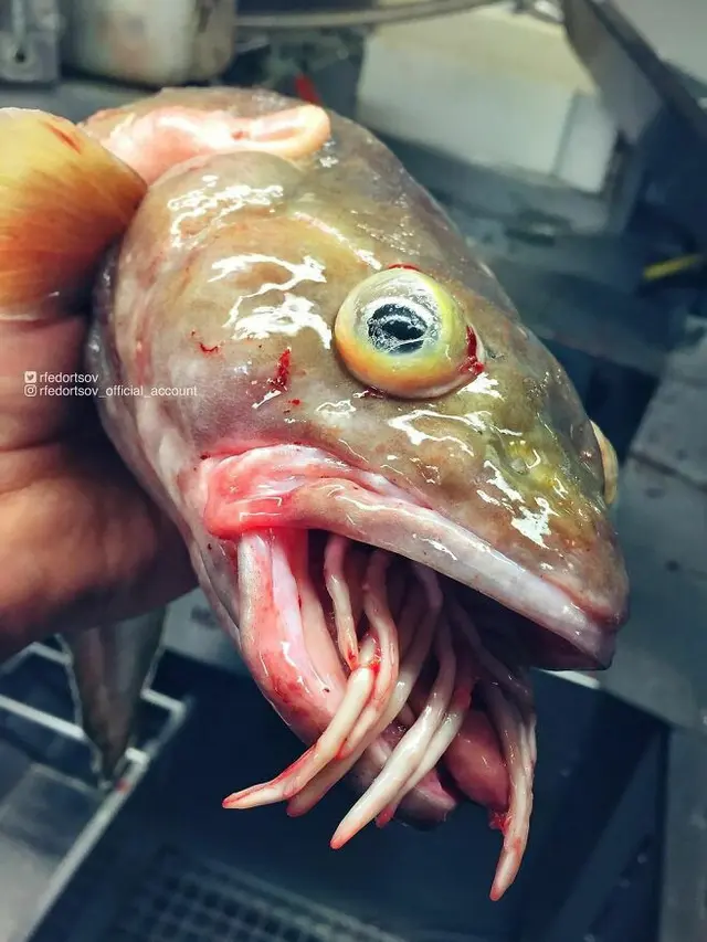 Ikan Aneh
