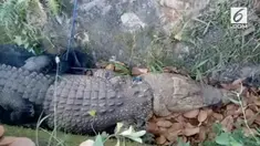 Diduga karena kelaparan di penangkaran, seekor buaya berukuran 5 meter masuk ke pemukiman warga