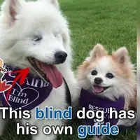 Meski Temannya Buta, Anjing Ini Tak Pernah Meninggalkannya