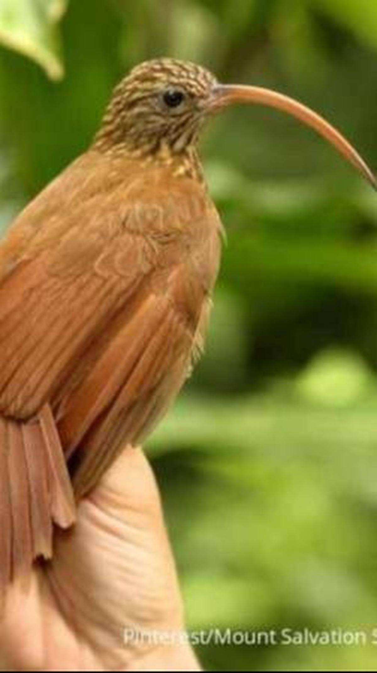 5. Burung Scythebill Berparuh Merah<br>