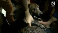 Petugas pemadam kebakaran menghabiskan waktu hampir enam jam untuk  mengeluarkan anjing yang terjebak di dalam selokan.