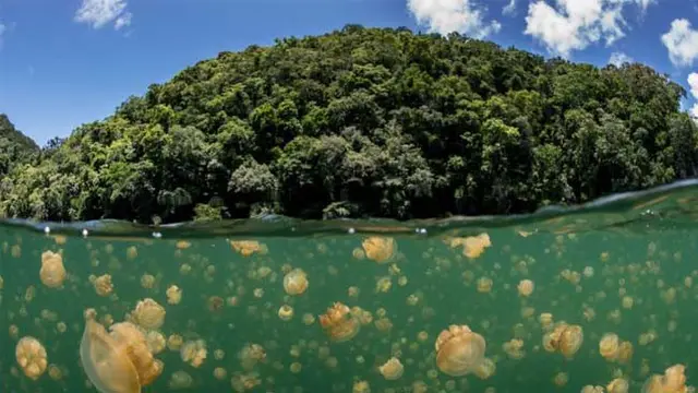 pulau palau