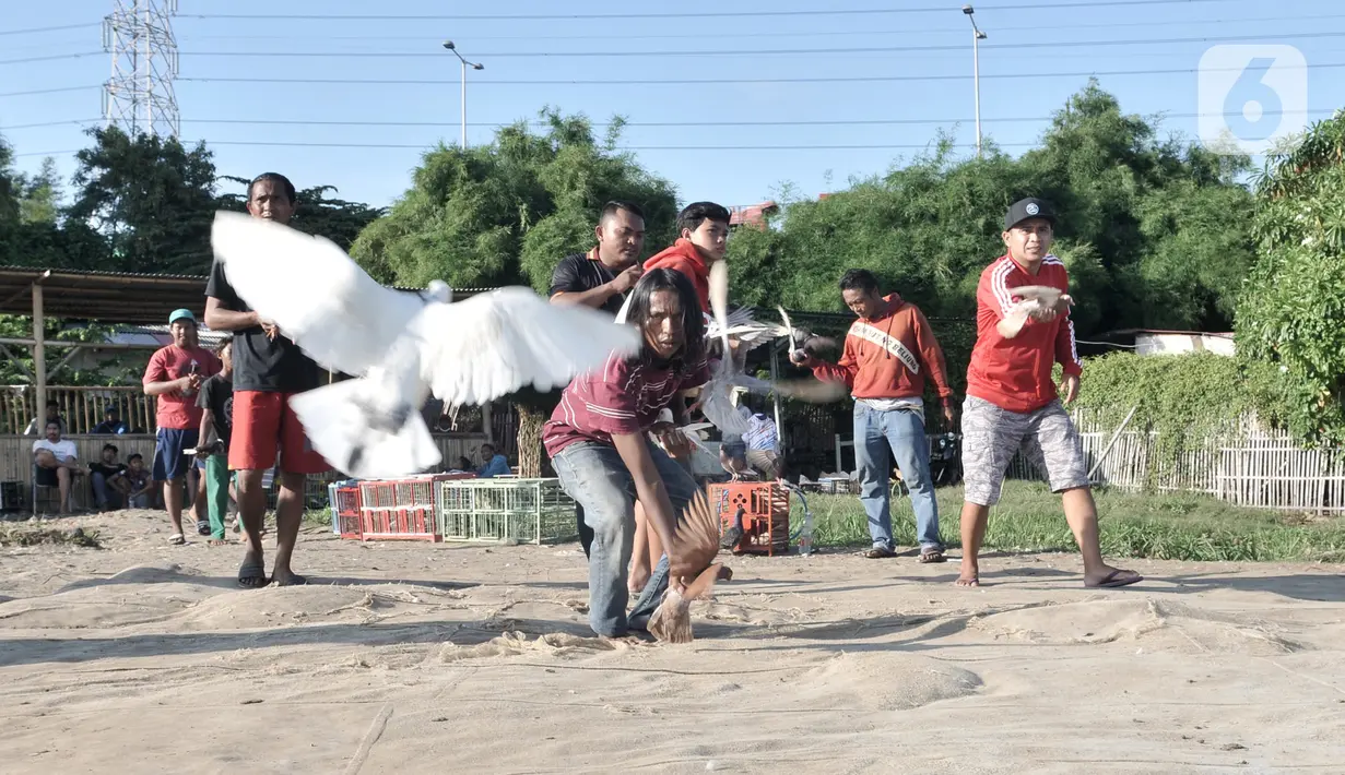 Warga melatih burung dara atau merpati kolongan di kawasan Papanggo, Jakarta, Rabu (29/1/2020). Burung merpati kolongan merupakan salah satu hobi warga Ibu Kota yang dapat menghasilkan uang hingga ratusan juta rupiah. (merdeka.com/Iqbal S. Nugroho)