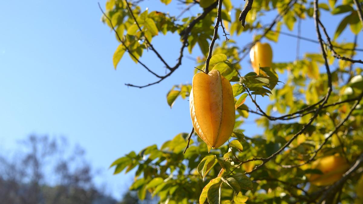 9 Jenis Pohon Buah Pembawa Rezeki dan Keberuntungan