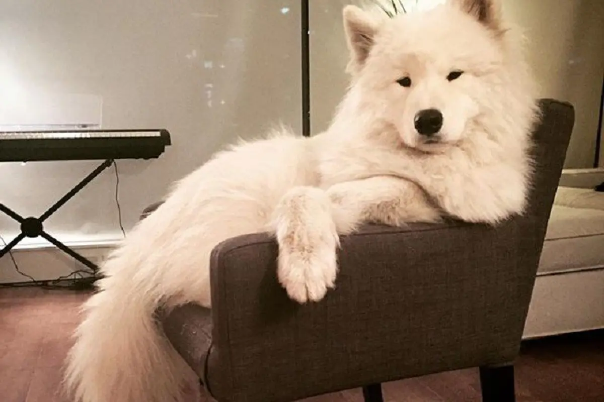 [Bintang] Anjing Shamoyed