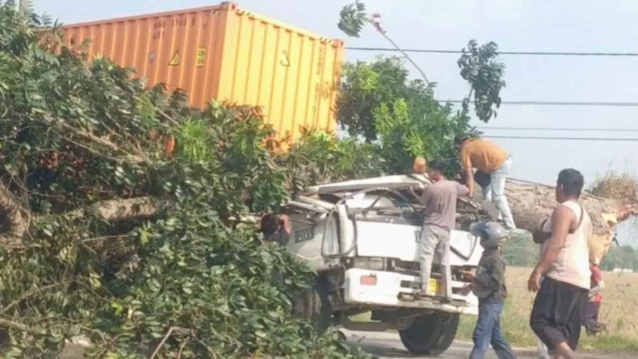Pohon Tumbang Timpa Truk Kontainer Tewaskan 2 Orang di Karawang