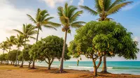 7 Pohon Buah untuk Rumah Dekat Pantai yang Tahan Angin Asin, Tetap Bisa Berbuah