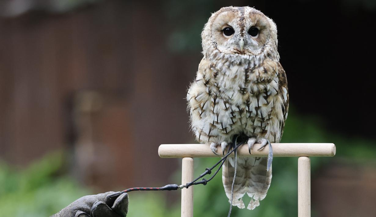 Seekor burung hantu kuning kecoklatan terlihat sesi pemotretan penimbangan  tahunan di Kebun Binatang London, pada Kamis (26/8/2021). Pengukuran tinggi dan berat badan ini untuk mengetahui kesejahteraan dan kesuburan hewan. (Tolga Akmen / AFP)