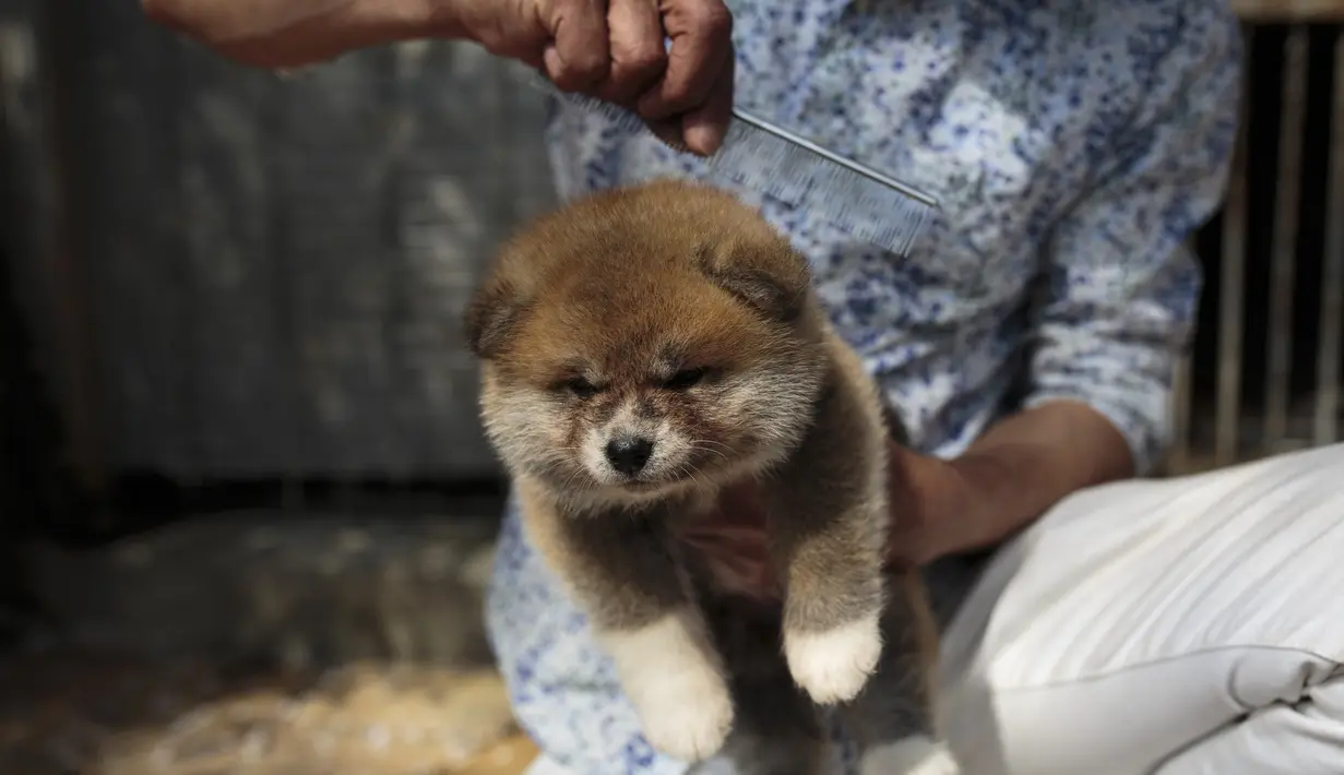 Pemilik anjing Akita, Osamu Yamaguchi menyisir anjingnya yang berusia satu bulan di pusat penampungan di Takasaki, Prefektur Gunma, Jepang (3/4). Anjing dari Jepang ini juga digemari banyak tokoh dunia. (AFP/Behrouz Mehri)
