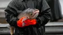 Seorang nelayan menunjukkan seekor ikan mas hasil tangkapan yang berukuran besar selama panen ikan secara tradisional di kolam Horusicky, dekat kota Veseli nad Luznici, Republik Ceko, 24 Oktober 2017. (AP Photo/Petr David Josek)