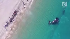 Sekelompok ikan paus terlihat berada di pinggir pantai Argentina. Kejadian langka ini menarik perhatian wisatawan.