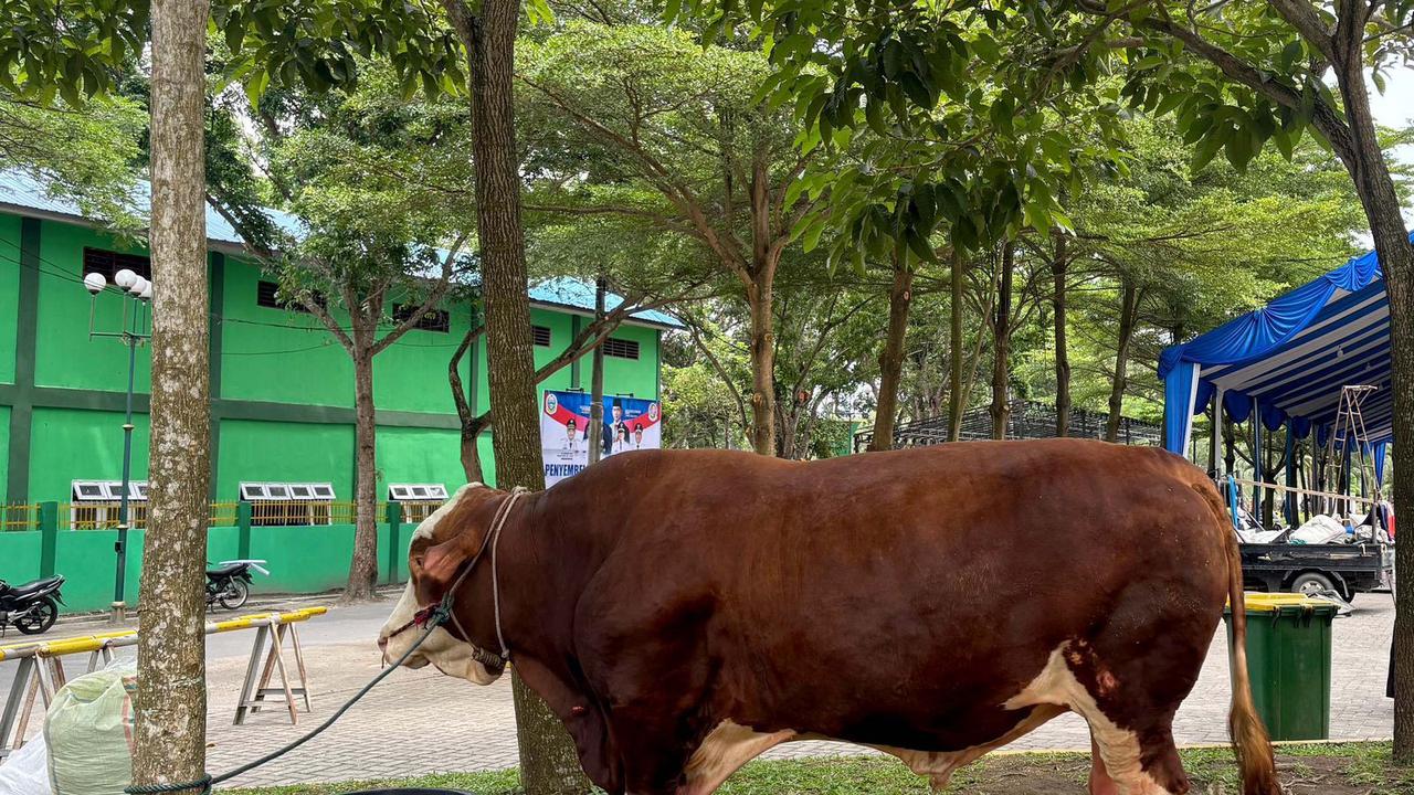 Istana Buka Suara Soal Anggaran Sapi Prabowo Pakai APBN