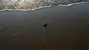 Tukik laut, yang baru menetas, mmebuat jejak saat berjalan menuju perairan Laut Mediterania di Pantai Lara, Siprus, 10 Agustus 2018. Populasi penyu Siprus dan penyu hijau kembali pulih setelah upaya pelestarian selama beberapa dekade (AP/Petros Karadjias)