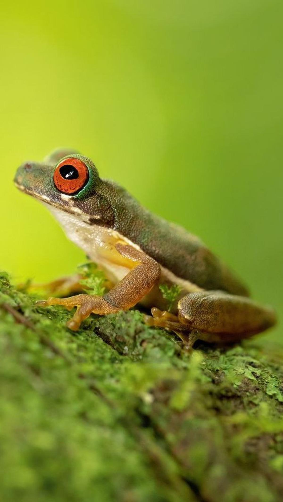 6. Katak<br>